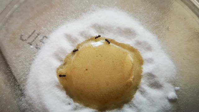 Piège à fourmis maison recette de grand mere anti fourmis naturel et sans danger. смотреть онлайн