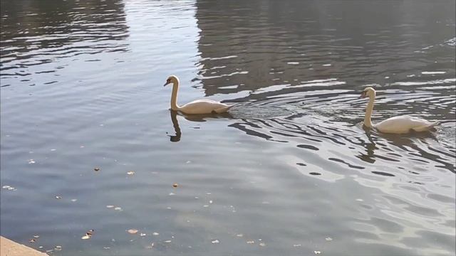 Сегодня мы гуляем на Патриарших прудах. Осень в таком месте играет золотыми красками листьев. смотреть онлайн