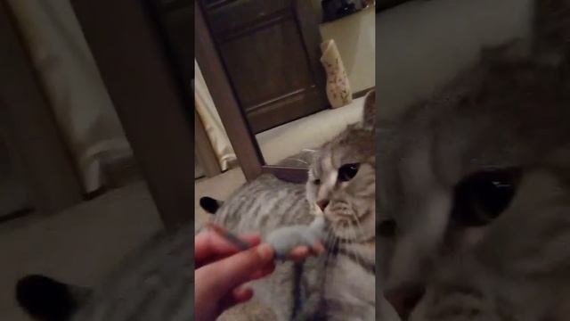 Реакция кота на мышь смотреть онлайн