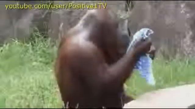 Ржачные животные Приколы с котами, коты, кошки, собаки смотреть онлайн