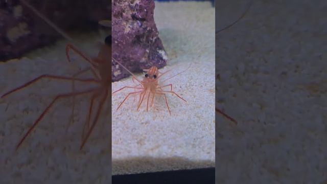 mini hermit crab and shrimp 🦀 #marinetank смотреть онлайн