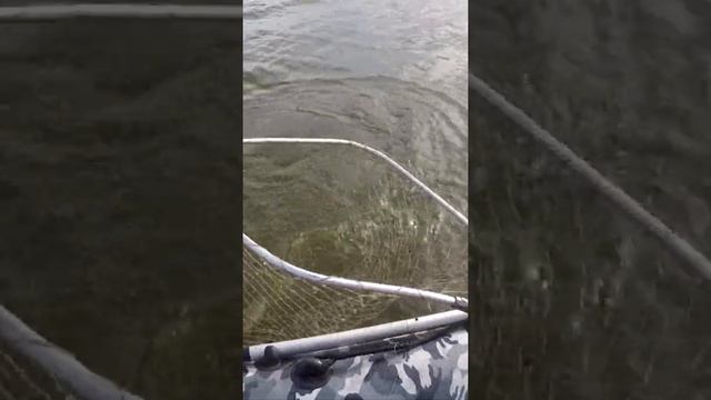 Щуки из Ахтубы Полное видео на канале смотреть онлайн