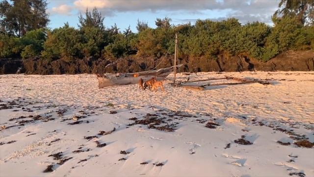 Zanzibar 2020 video vacanza смотреть онлайн