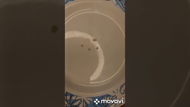 ПОСАДКА ТОМАТА БЫЧЬЕ СЕРДЦЕ МИНУСИНСКОЕ С НОСИКОМ НА РАССАДУ. ОГОРОД НА КУБАНИ. shorts# смотреть онлайн