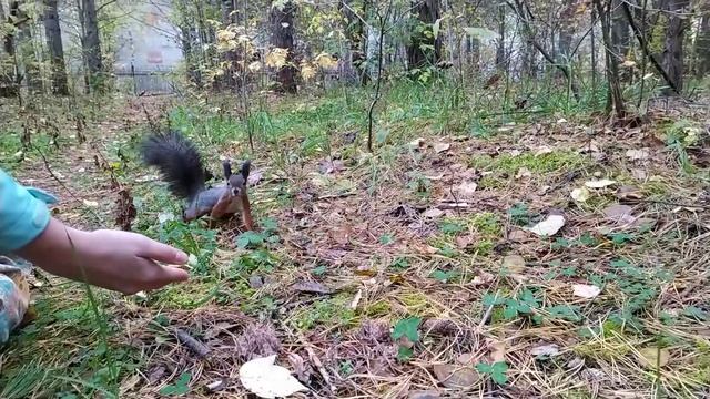 Другая белка смотреть онлайн