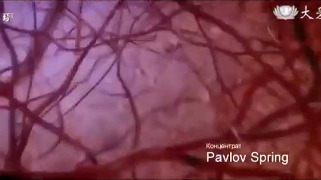 КОНЦЕНТРАТ PAVLOV SPRING - смотреть онлайн