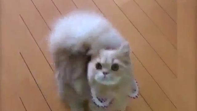 Кошка белка смотреть онлайн