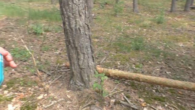 КЛАД НАШЛИ В ЛЕСУ! В ПОИСКАХ КЛАДА И ЗОЛОТА ОТ ВИКЛИНГА! смотреть онлайн