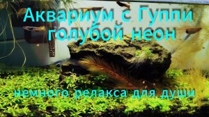 Аквариум с Гуппи Эндлера