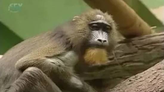 Охраняемые животные других стран: капуцин, колобус, мандрил, орангутан, горилла, гепард, ягуар смотреть онлайн