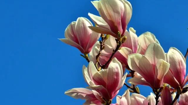 Ваши родители золото, а вы узор на нем. (Nikosho аудиокнига) смотреть онлайн