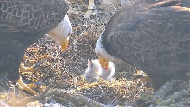 Decorah North Nest Eagles 01.04.2017 ~ 7:50am. Mom & Dad fed nestlings together смотреть онлайн