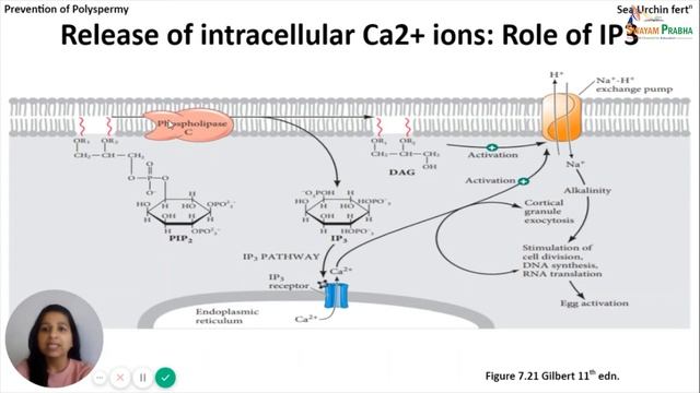 Fertilization смотреть онлайн