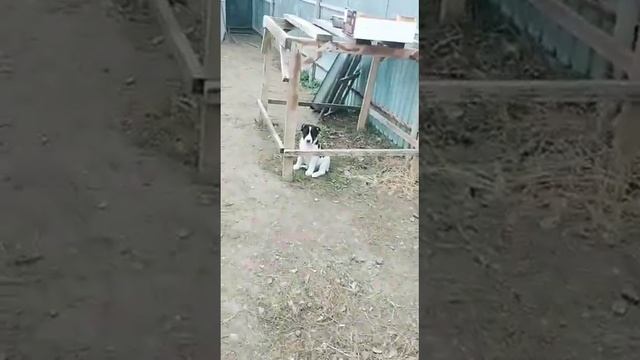 Туркменского типа выводок по линии Аккеза. Внуки Белки, Гудуза. смотреть онлайн