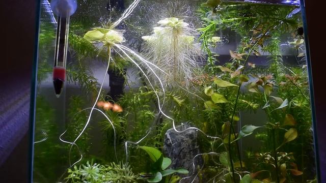pH Panic : Day 45 смотреть онлайн