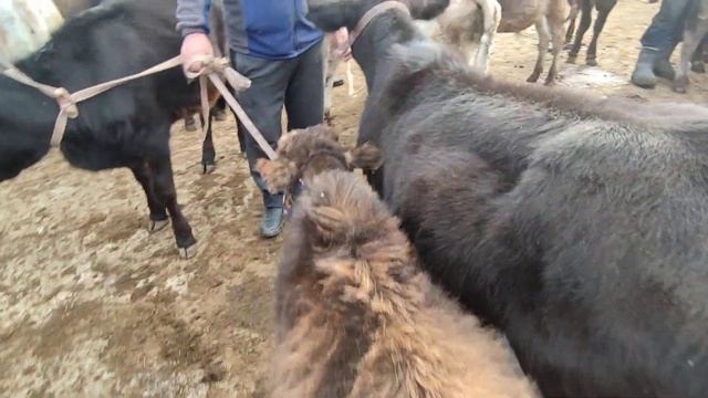 Сут эмги музоолор пригородный мал базар 9- октябрь смотреть онлайн