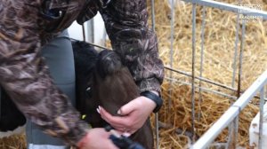 Респираторные заболевания у телят: причины, лечение и предупреждение. Превью