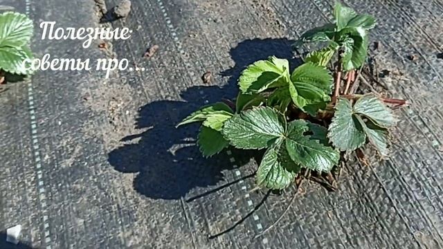Грядки для клубники. Секрет большого урожая.Мульча или агротекстиль. смотреть онлайн