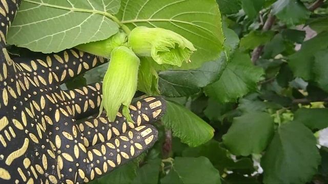 фундук Вебба Цінний плани на урожай 2022 смотреть онлайн