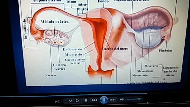 Aparato Reproductor Femenino смотреть онлайн