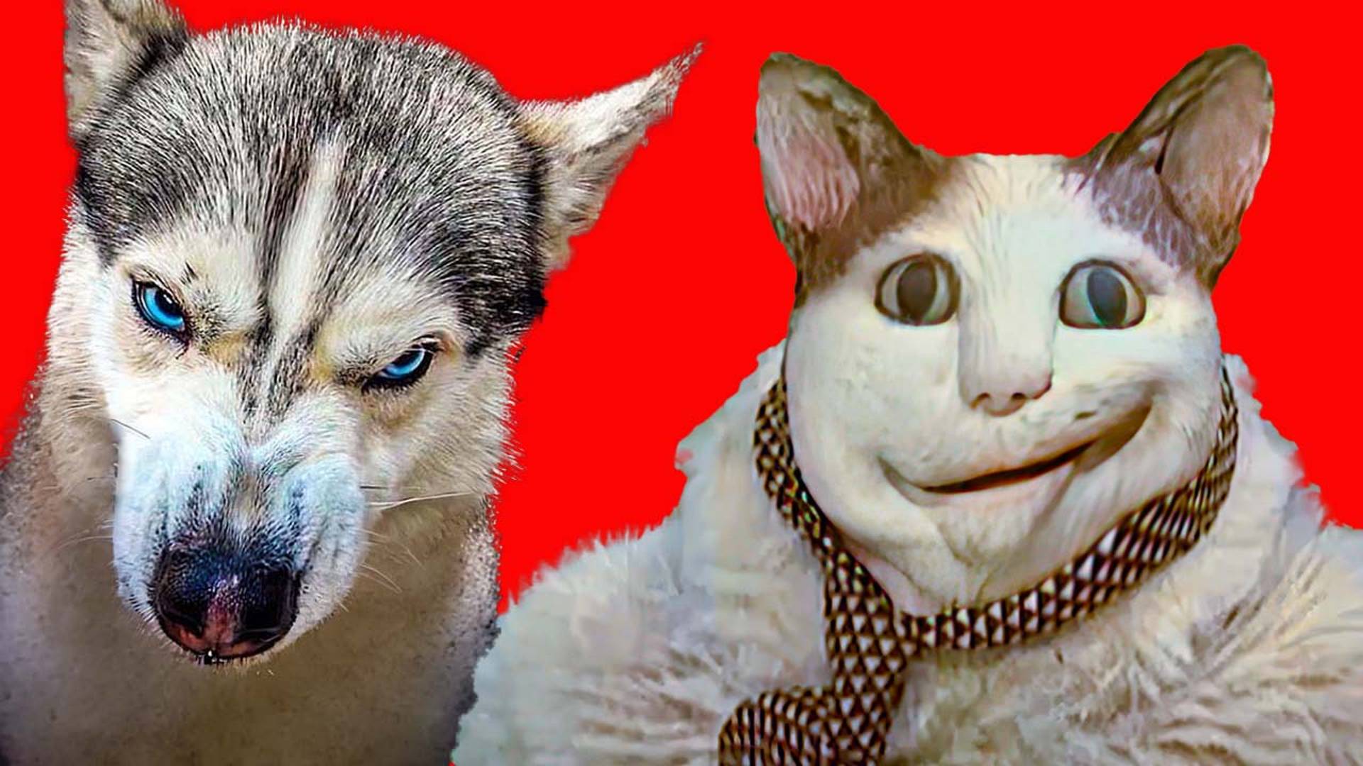 БУ ИСПУГАЛСЯ НЕ БОЙСЯ и ЕГО 9 ЖИЗНЕЙ!! Хаски Бандит Говорящая собака смотреть онлайн