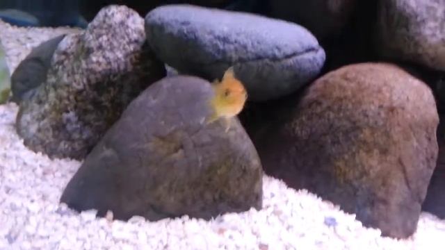 75 gallon Mbuna tank update 11/19/14 смотреть онлайн