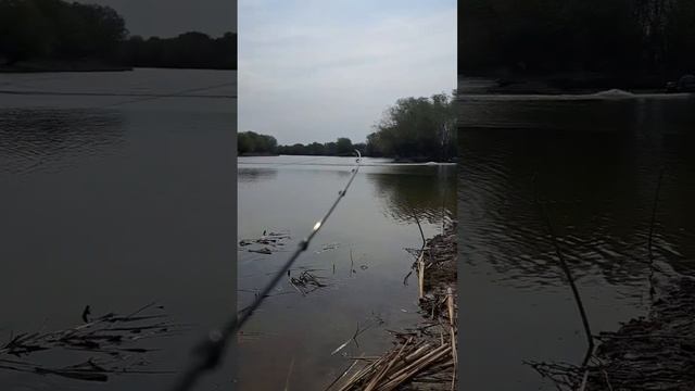 ВОБЛА ПОШЛА В АСТРАХАНИ #рыбалкавастрахани #вобла #рыбалка2024 смотреть онлайн