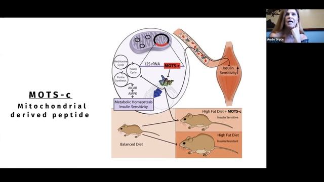 Peptide Mots-c