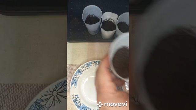 ПОСАДКА НА РАССАДУ ТОМАТА МИНУСИНСКИЙ ЛЕВ. ОГОРОД НА КУБАНИ. shorts# смотреть онлайн