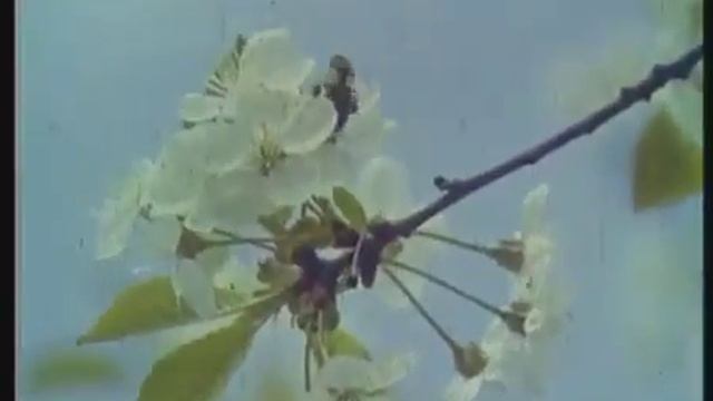 Промышленное пчеловодство CCCР 1975 год смотреть онлайн
