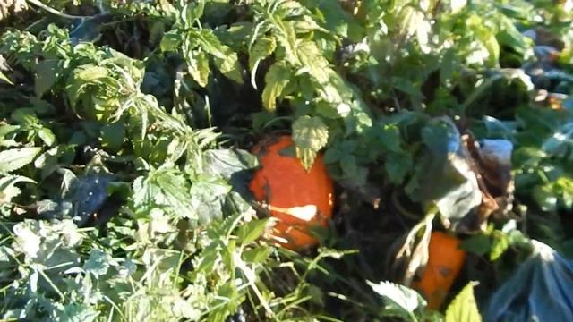 Всё сезон закончился, заморозки начались смотреть онлайн