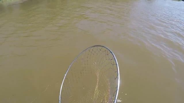 Разведка на сазана с двумя ночевками. Рыбалка на сазана в Астрахани смотреть онлайн