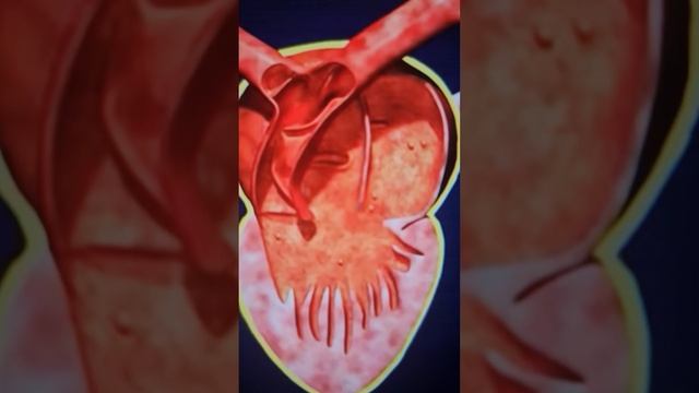 صفات  البرمائيات  ( القلب ، هيكل العظمي، التنفس )    للثاني متوسط