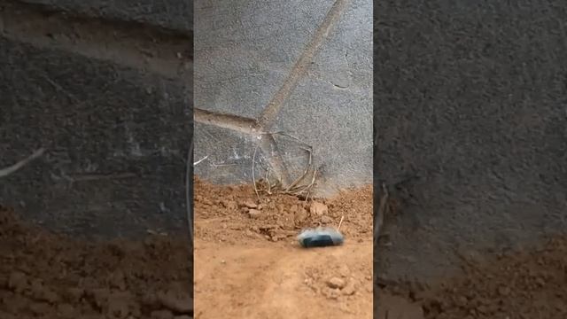 фотоохота на мышь смотреть онлайн