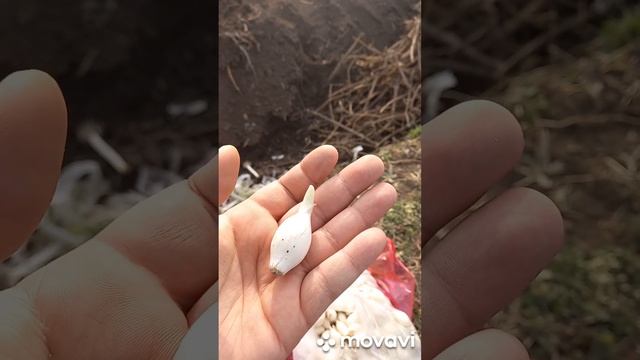 ПОСАДКА ЛУКА В ОТКРЫТЫЙ ГРУНТ В 2023Г. ОГОРОД НА КУБАНИ. shorts# смотреть онлайн