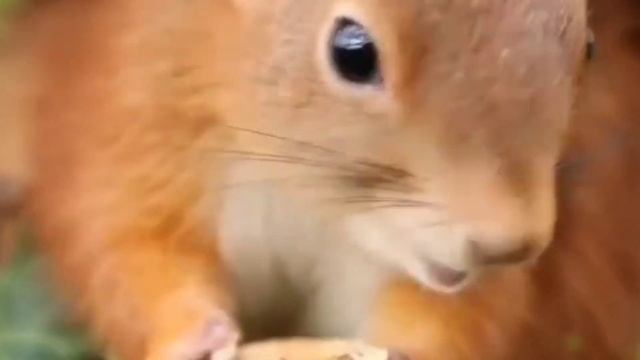 Сүйкімді тиіндер.Тиін туралы.Жануарлар әлемі. смотреть онлайн