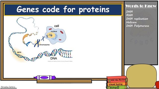 DNA replication and Protein Synthesis смотреть онлайн