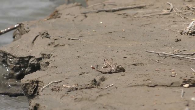 Нашли крупную воблу или оказались в нужном месте Рыбалка в Астрахани Ловля Астраханской воблы смотреть онлайн