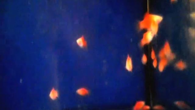 Пецилия красно белая Platy RED&WHITE смотреть онлайн
