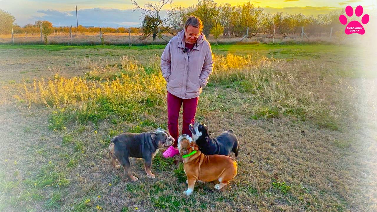 Мы разлюбили бульдогов? Отдаем всех! смотреть онлайн