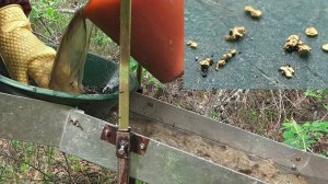 Нашёл Золотой остров, золото прямо под ногами!