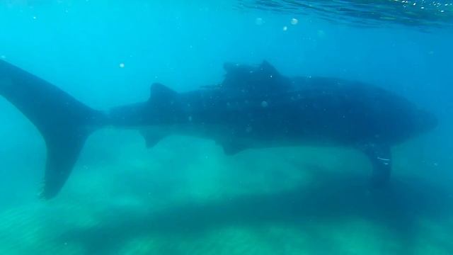 Mexico Ecotourism - Whale Shark In La Paz