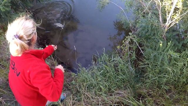 ДИКИЕ САЗАНЫ ИЗ КОРЯЖНИКА Рыбачка рулит закидушками Ловля сазана на жмых Рыбалка в Астрахани 2021 смотреть онлайн