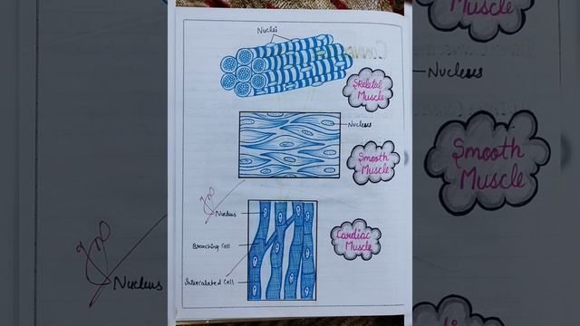 Diagram of Cell, Epithelium, Muscles, Cartilage, skin||Payal Kardam||Anatomy and Physiology Diagram смотреть онлайн