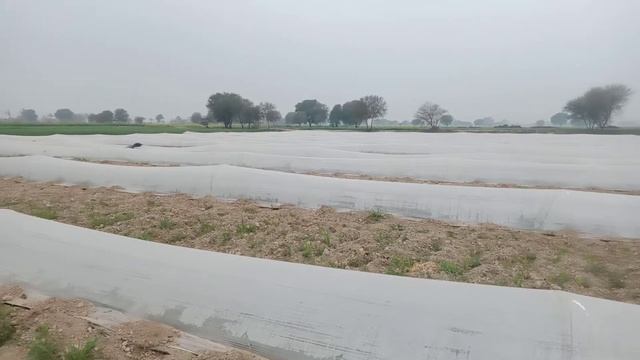 water malen ki fasl смотреть онлайн