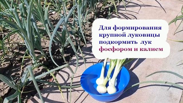 ЛУК. Важно сделать в июне. Защита от грибных, бактериальных, вирусных болезней и вредителей лука. смотреть онлайн