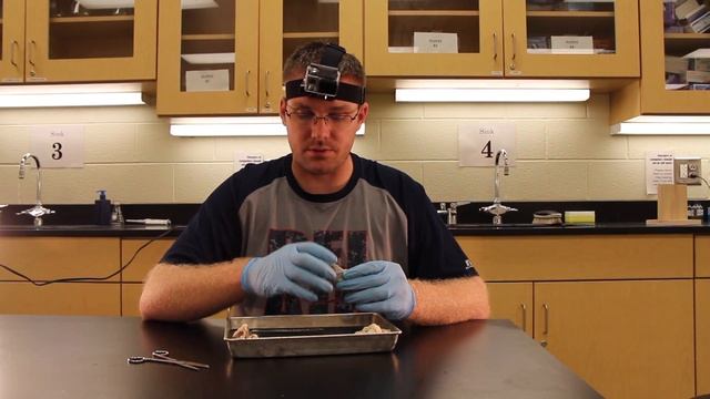 HBS Quest 2- Eyeball Dissection