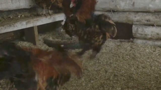Эти петухи дерзкие но очень красивые