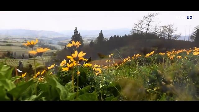 “GUNOHLARIDA BARDAVOM BOʻLISHMASA, ULAR JANNATIYDIR”| OLI IMRON SURASINING, 135-136-OYATLARI MAZMUN смотреть онлайн