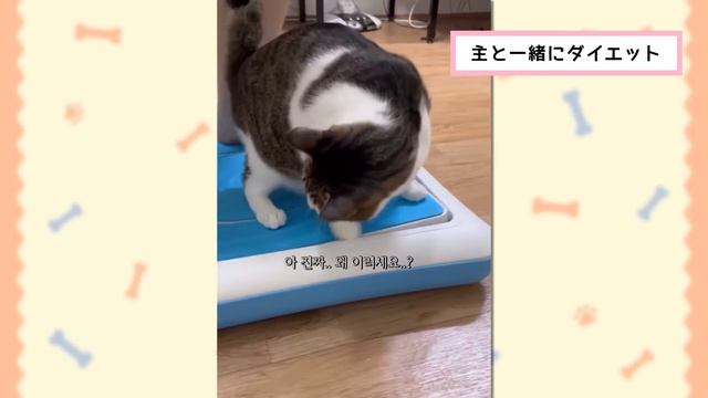 【2ch動物スレ】デブすぎる猫、警察に捕まるｗｗｗｗｗ смотреть онлайн